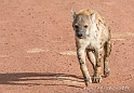 Spotted Hyena_HBB3144